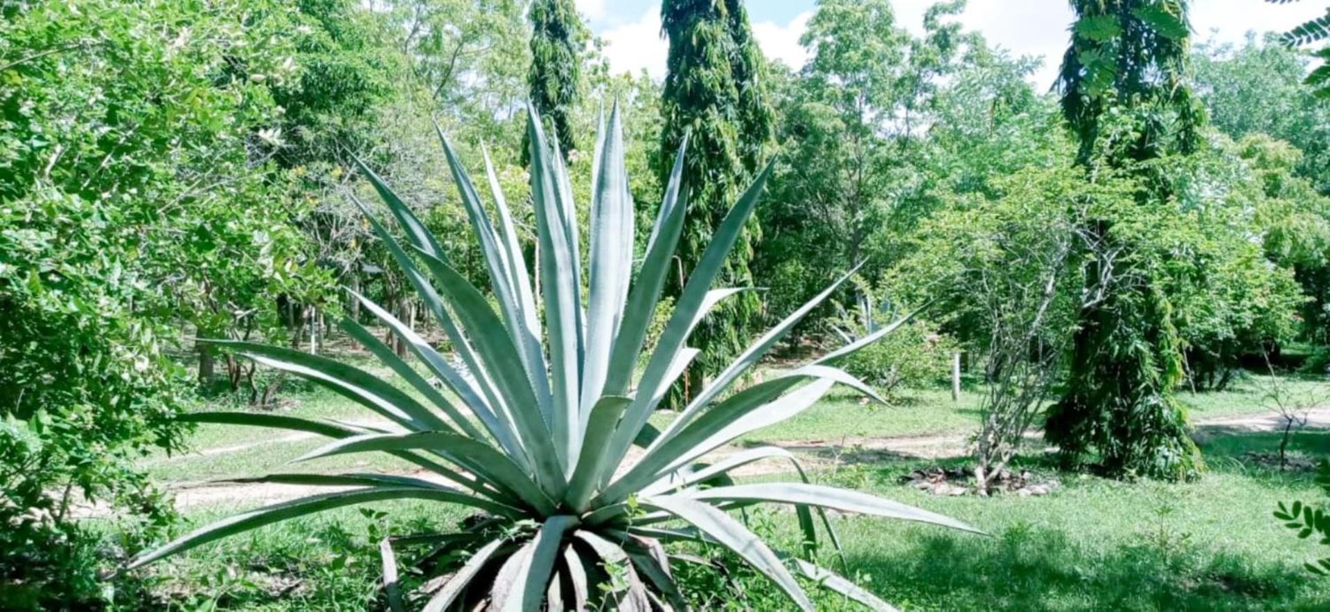 Lavish Eco Jungle Hotel Tissamaharama Kültér fotó