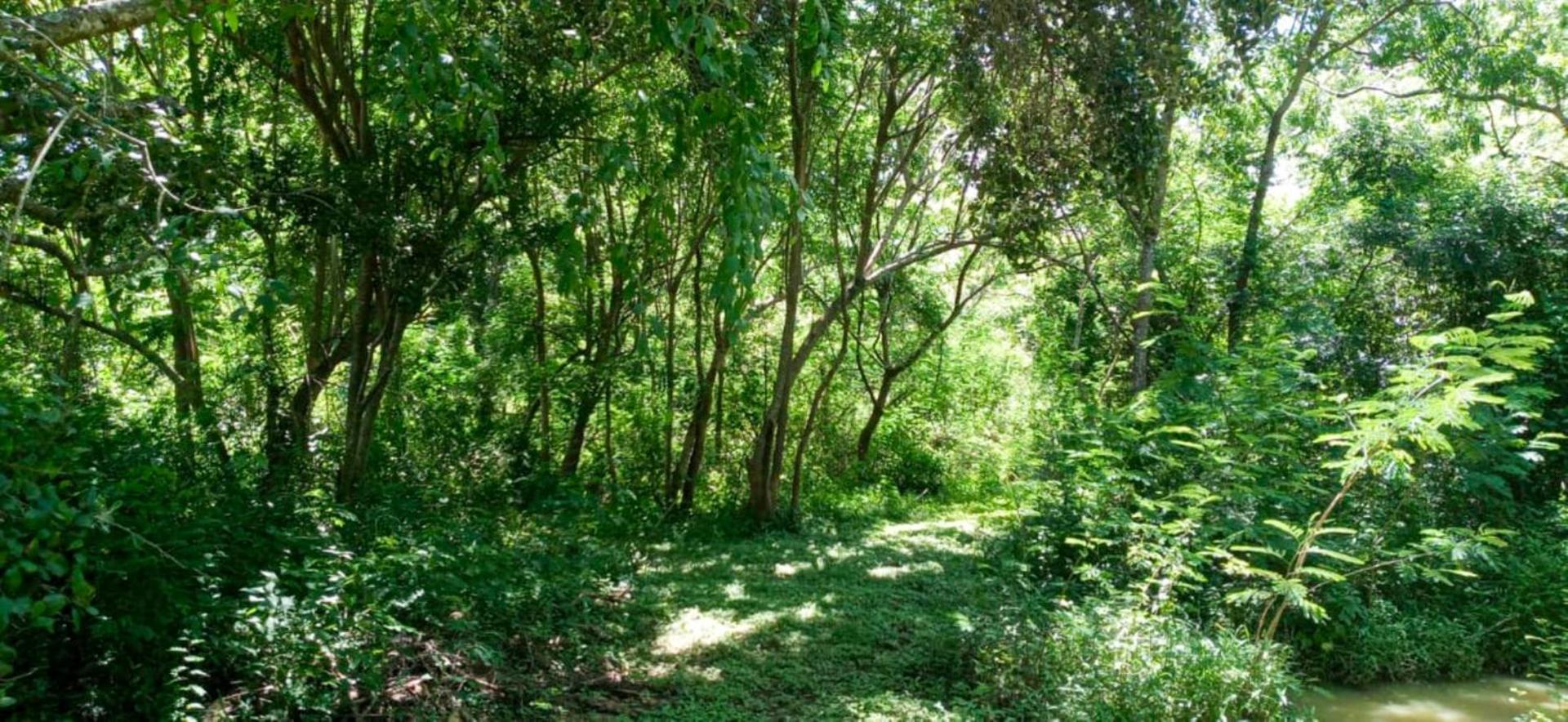 Lavish Eco Jungle Hotel Tissamaharama Kültér fotó