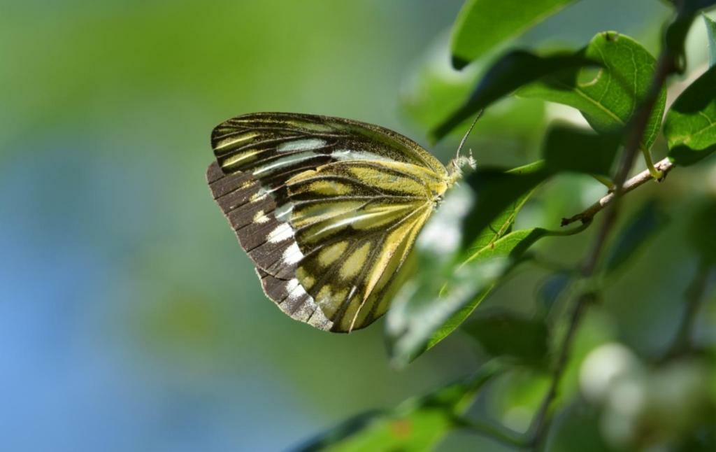 Lavish Eco Jungle Hotel Tissamaharama Kültér fotó